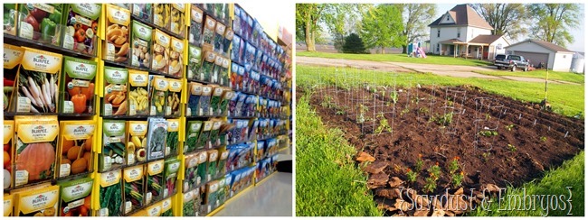 Our garden 2014 {Sawdust and Embryos}