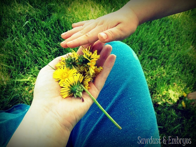 I finally got my dandelions {Sawdust and Embryos}