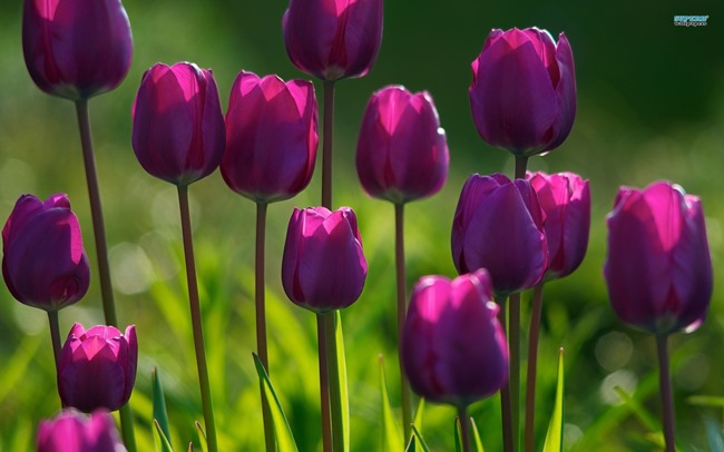 purple-tulips-4