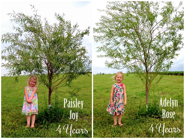 Annual Willow Tree Pics! 4 years {Sawdust and Embryos}