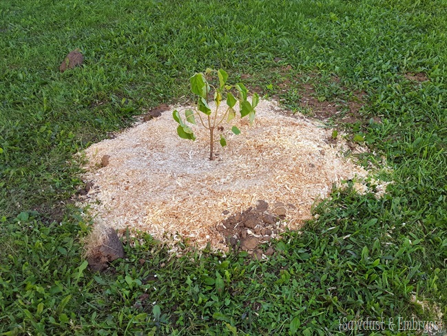 Cypress's Tree {Sawdust and Embryos}