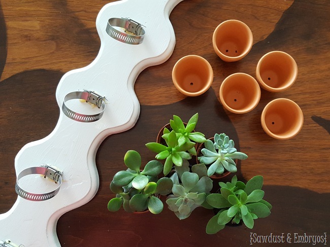 Make your own simple vertical succulent planter using hose clamps and tiny terra cotta pots {Sawdust and Embryos}