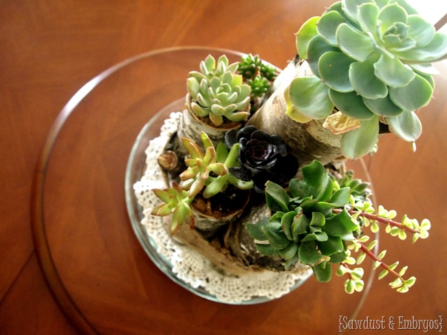 Unique centerpieces using birch logs cut to different lengths and succulents growing out the top! And everything bundled together with twine {Sawdust and Embryos}