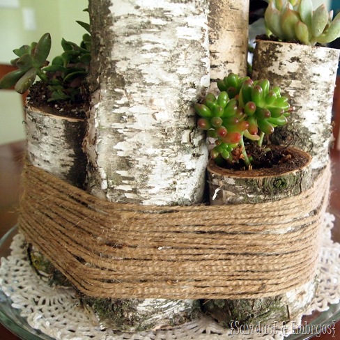 Use birch logs to create a unique centerpiece... with succulents too! {Sawdust and Embryos}